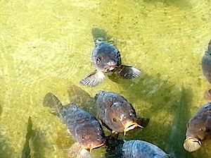 carpes